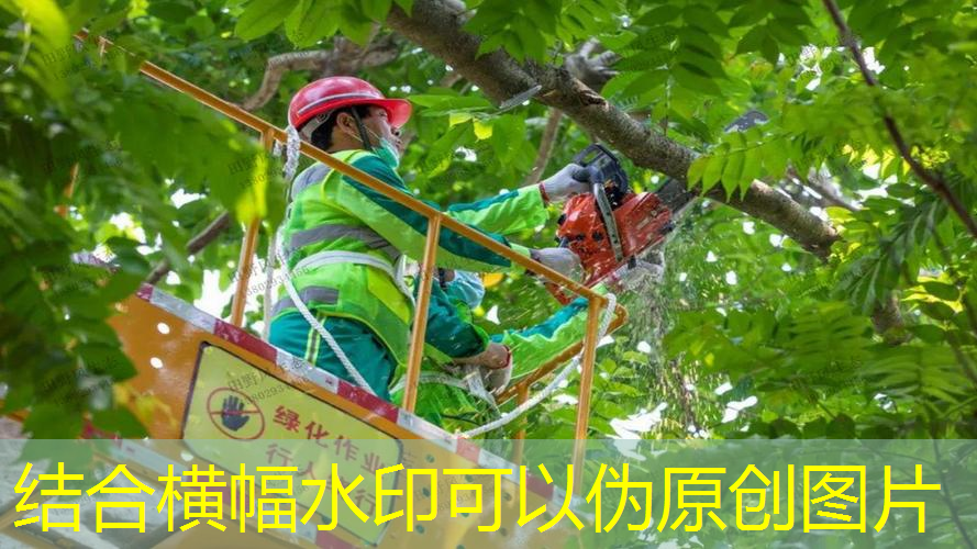 吴江全国最大绿化树苗批发市场在哪里