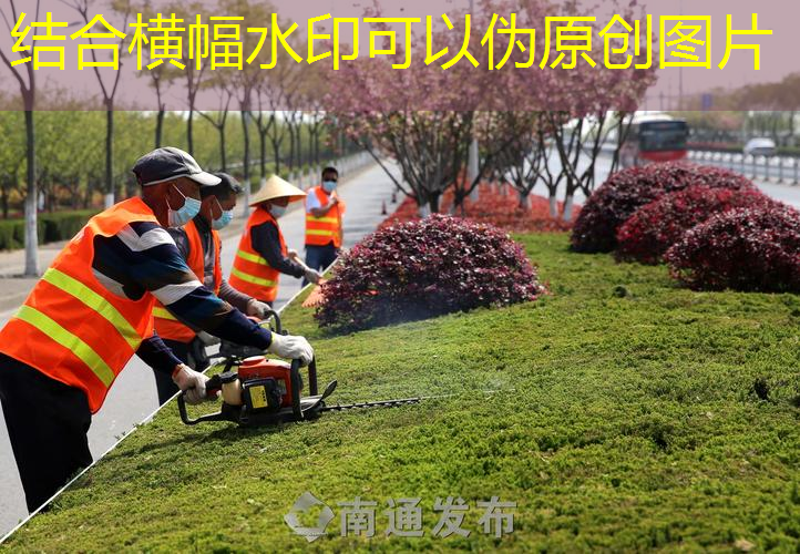 江阴城市绿化一般种什么花