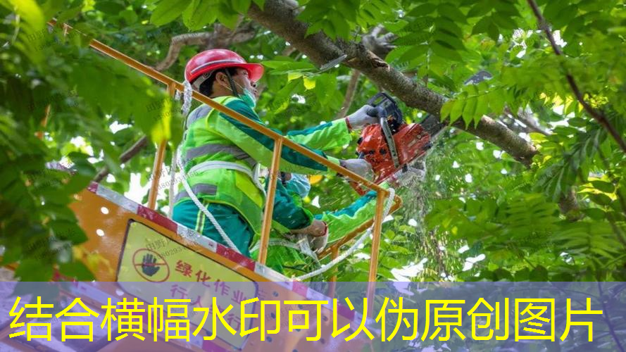 南宫绿化工程招标网公告查询