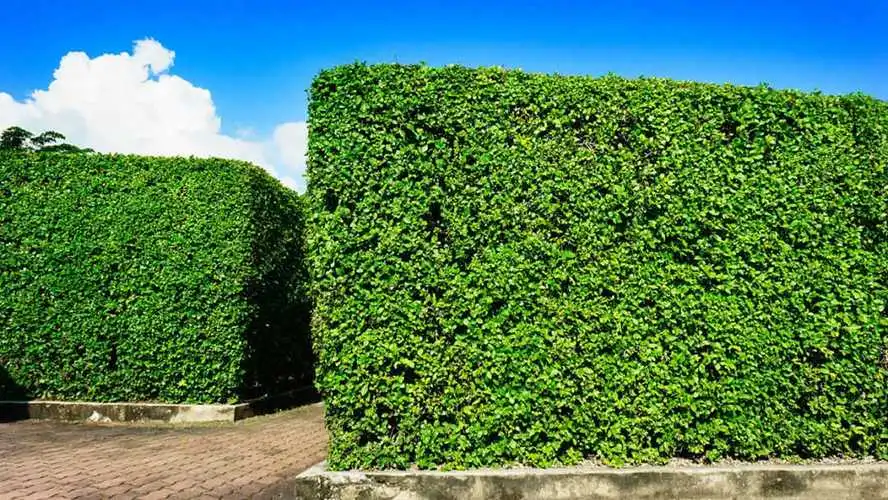 天津城市绿化草花造型